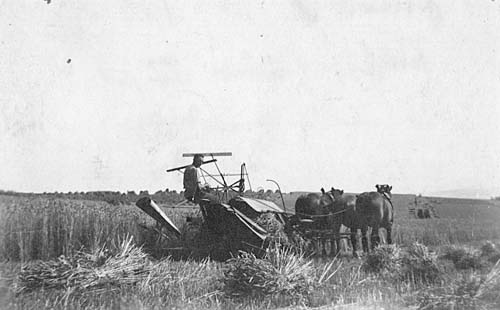 Laufenberg im Feld mit Pferden