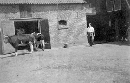 Laufenberg im Hof mit Kuh
