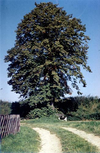 alter_Lindenbaum
